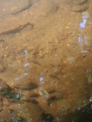 Rhinichthys atratulus