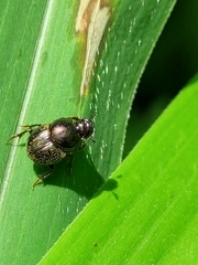 Onthophagus polyphemi