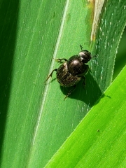 Onthophagus polyphemi