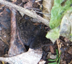 Pachyneuria inops