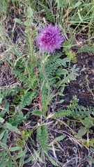 Cirsium filipendulum