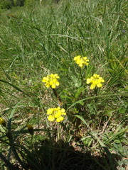Erysimum cuspidatum