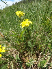 Erysimum cuspidatum