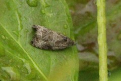 Olethreutes permundana