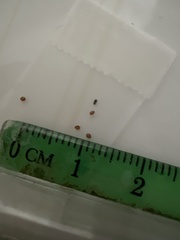 Triodanis lamprosperma