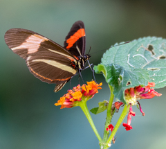 Heliconius besckei