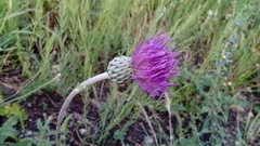 Cirsium filipendulum