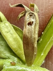 Triodanis lamprosperma