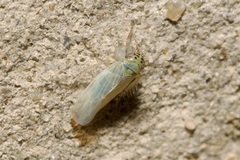 Macrosteles sexnotatus