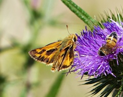 Hylephila phyleus andina