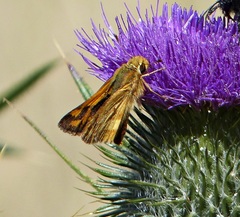 Hylephila phyleus andina