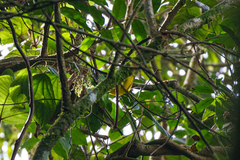 Zosterops anderssoni