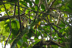 Zosterops anderssoni