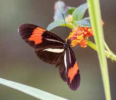 Heliconius besckei