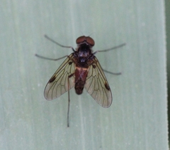 Chrysopilus cristatus