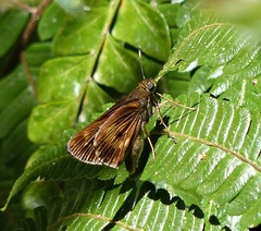 Phlebodes xanthobasis