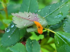 Phragmidium rosae-multiflorae