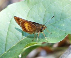 Phlebodes xanthobasis