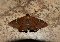 Sarmientoia haywardi