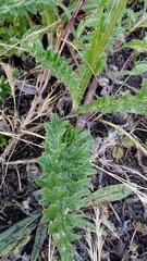 Cirsium filipendulum