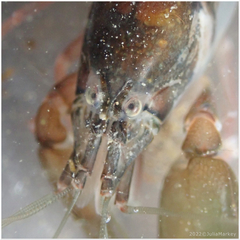 Betaeus longidactylus