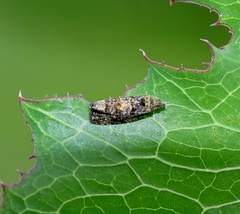 Endothenia ustulana