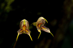 Masdevallia amanda