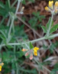Lotus ornithopodioides