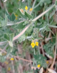 Lotus ornithopodioides