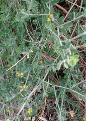 Lotus ornithopodioides