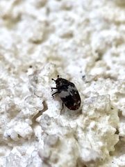 Anthrenus pimpinellae