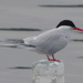 South American Tern - Photo (c) Bastian Riveros Flores, some rights reserved (CC BY-NC), uploaded by Bastian Riveros Flores