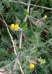 Lotus ornithopodioides