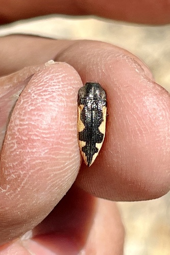 Acmaeodera horni
