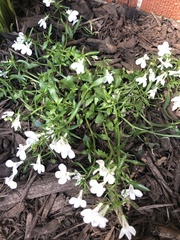 Magnoliopsida
