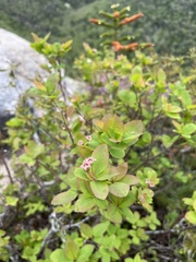 Amelanchier bartramiana