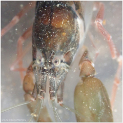 Betaeus longidactylus