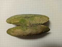 Microcondylaea bonellii