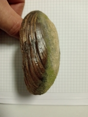 Microcondylaea bonellii