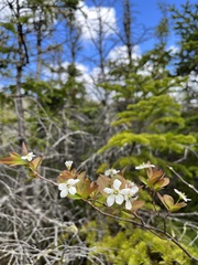 Amelanchier bartramiana