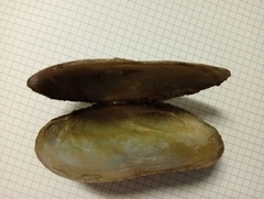 Microcondylaea bonellii