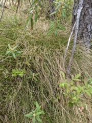Carex billingsii