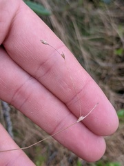 Carex billingsii