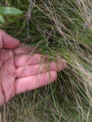 Carex billingsii