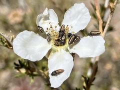 Acmaeodera quadrivittatoides