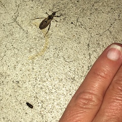 Labarrus cincticulus