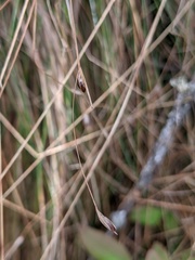 Carex billingsii