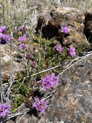 Monardella purpurea