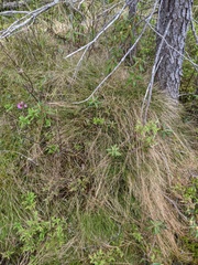 Carex billingsii