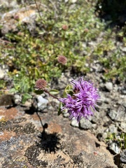Monardella purpurea